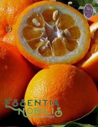 Citrus aurantium var. amara / Sinaasappel (bitter)