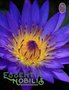 Lotus Blue / Nymphaea caerulea