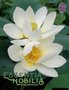 Lotus White / Nelumbo nucifera