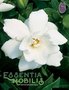 Gardenia / Gardenia jasminoides