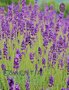 Lavender Wild Alpine AOC / Lavandula angustifolia