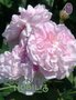 Rosa x centifolia / Rose de Mai