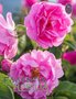 Rose Otto Bulgaria / Rosa damascena