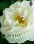 White Rose / Rosa alba