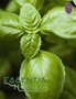 Basil sweet / Ocimum basilicum ct linalool