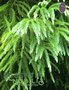 Cedarwood Japanese  / Cryptomeria japonica