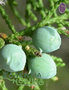 Cedarwood Texas / Juniperus Mexicana